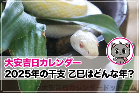 乙巳年2025|巳年・乙巳（きのとみ）干支で占う2025年の運勢は、どんな一。